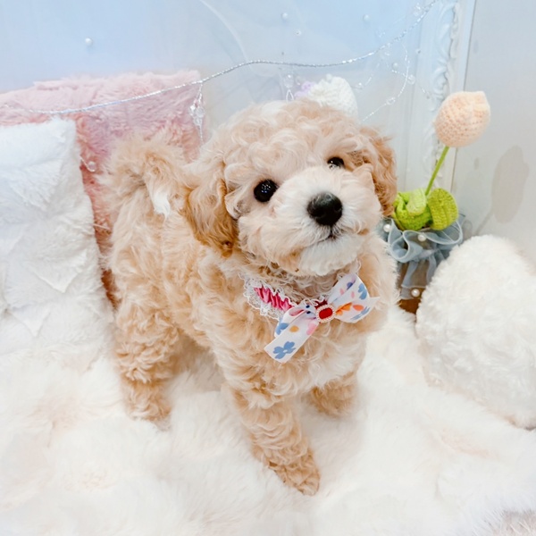 福井県のビションプー(ビションフリーゼ×プードル) (犬の家＆猫の里福井店/2025年11月10日生まれ/女の子/クリームホワイト)の子犬の2枚目の画像