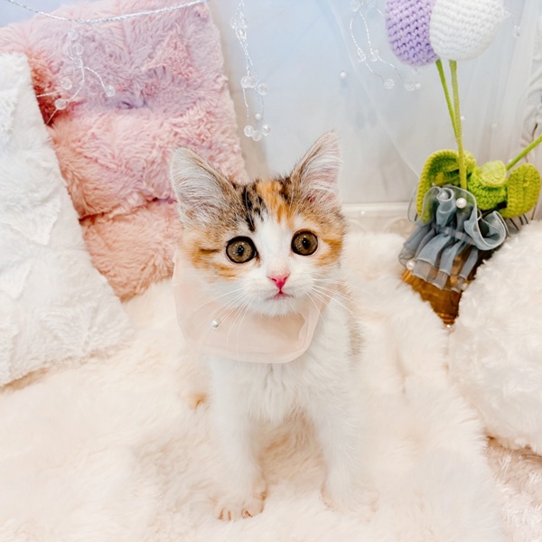 福井県のマンチカン (犬の家＆猫の里福井店/2025年11月14日生まれ/女の子/ブラウンパッチドタビーホワイト)の子猫の2枚目の画像