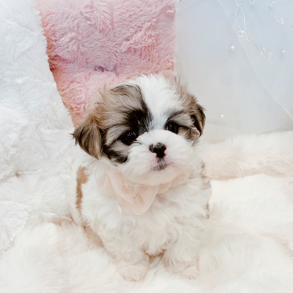 福井県のマルズー/マルシーズ(マルチーズ×シーズー) (犬の家＆猫の里福井店/2025年11月18日生まれ/女の子/ホワイトゴールド)の子犬の2枚目の画像