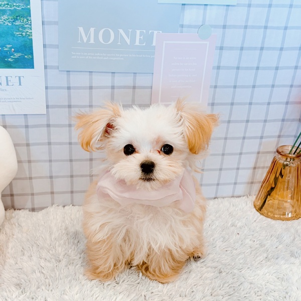 福井県のマルプー(マルチーズ×プードル) (犬の家＆猫の里福井店/2025年12月12日生まれ/女の子/アプリコット)の子犬の2枚目の画像