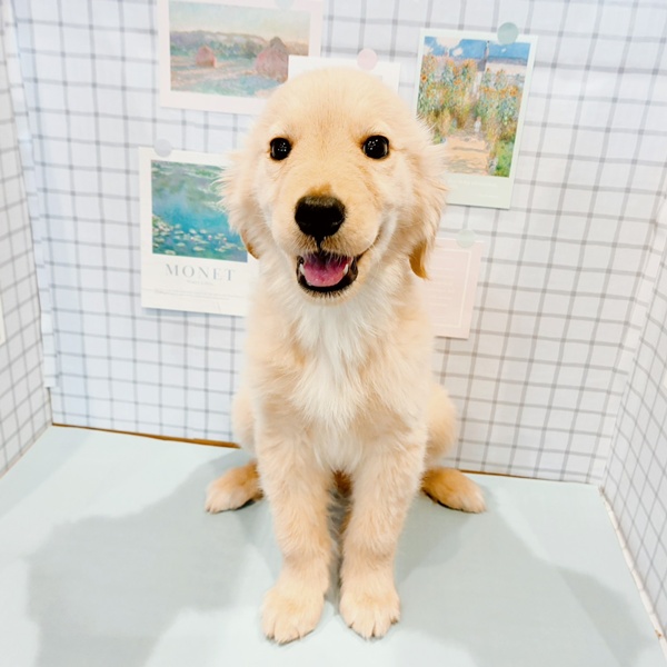 福井県のゴールデンレトリバー (犬の家＆猫の里福井店/2025年12月16日生まれ/女の子/ゴールデン)の子犬の2枚目の画像