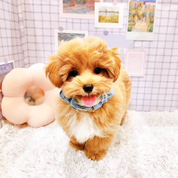 福井県のマルプー(マルチーズ×プードル) (犬の家＆猫の里福井店/2025年12月24日生まれ/男の子/アプリコットホワイト)の子犬の2枚目の画像