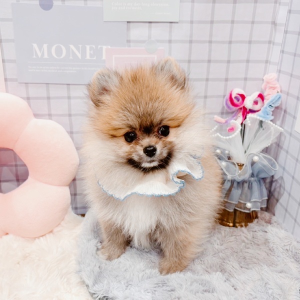 福井県のポメラニアン (犬の家＆猫の里福井店/2025年12月30日生まれ/男の子/オレンジセーブル)の子犬の2枚目の画像