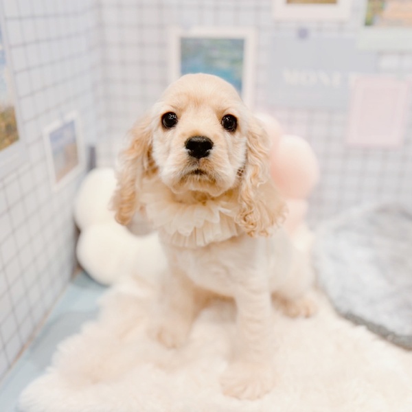 福井県のアメリカンコッカースパニエル (犬の家＆猫の里福井店/2025年12月21日生まれ/男の子/バフ)の子犬の2枚目の画像