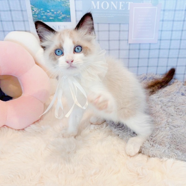 福井県のラグドール (犬の家＆猫の里福井店/2025年12月27日生まれ/男の子/シールポイントバイカラー)の子猫の2枚目の画像