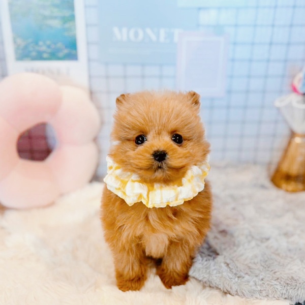 福井県のポメプー(ポメラニアン×プードル) (犬の家＆猫の里福井店/2026年1月7日生まれ/女の子/レッド)の子犬の1枚目の画像