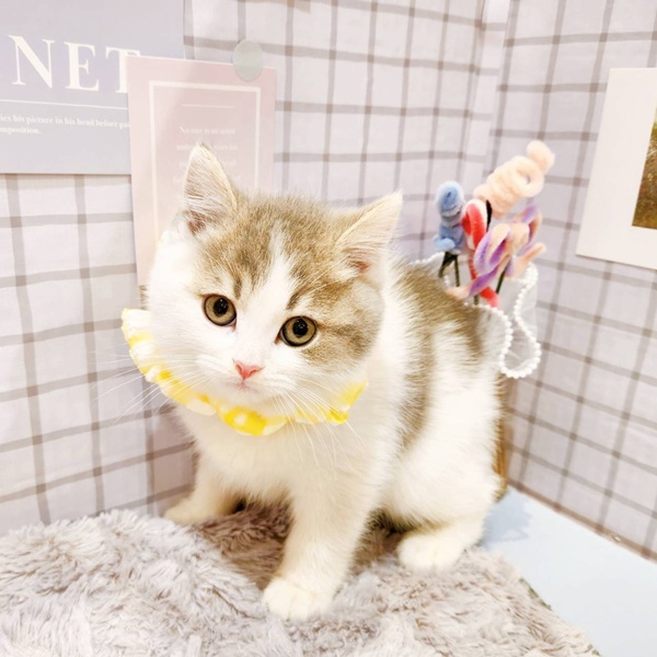 福井県のスコティッシュフォールド (犬の家＆猫の里福井店/2026年1月6日生まれ/男の子/ブルータビーホワイト)の子猫の2枚目の画像