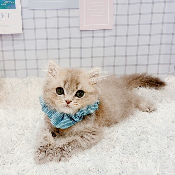 福井県のスコティッシュストレート (犬の家＆猫の里福井店/2026年1月3日生まれ/男の子/ブルータビー)の子猫の2枚目の画像