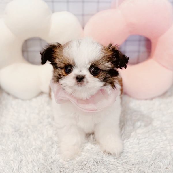 福井県のチワズー/チワシーズ(チワワ×シーズー) (犬の家＆猫の里福井店/2026年1月12日生まれ/女の子/ゴールドホワイト)の子犬の2枚目の画像