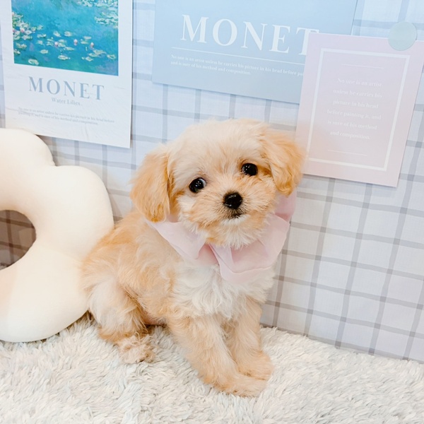 福井県のチワプー/プーチー(チワワ×プードル) (犬の家＆猫の里福井店/2026年1月14日生まれ/女の子/クリームホワイト)の子犬の2枚目の画像