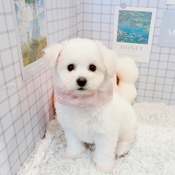 福井県のビションフリーゼ (犬の家＆猫の里福井店/2026年1月14日生まれ/女の子/ホワイト)の子犬の2枚目の画像