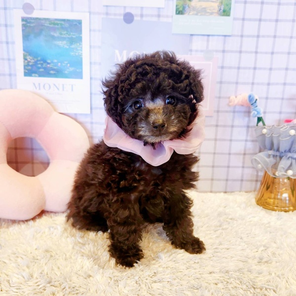 福井県のトイプードル(トイ) (犬の家＆猫の里福井店/2026年1月13日生まれ/女の子/グレー)の子犬の2枚目の画像