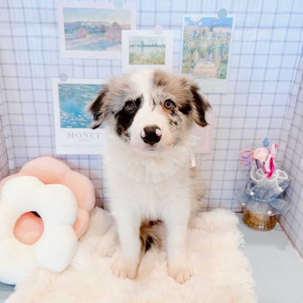 福井県のボーダーコリー (犬の家＆猫の里福井店/2026年1月16日生まれ/女の子/ブルーマール)の子犬の2枚目の画像