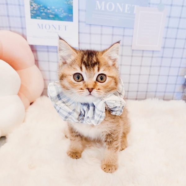 福井県のブリティッシュショートヘアー (犬の家＆猫の里福井店/2026年1月21日生まれ/男の子/ブラウンティックドタビー)の子猫の1枚目の画像