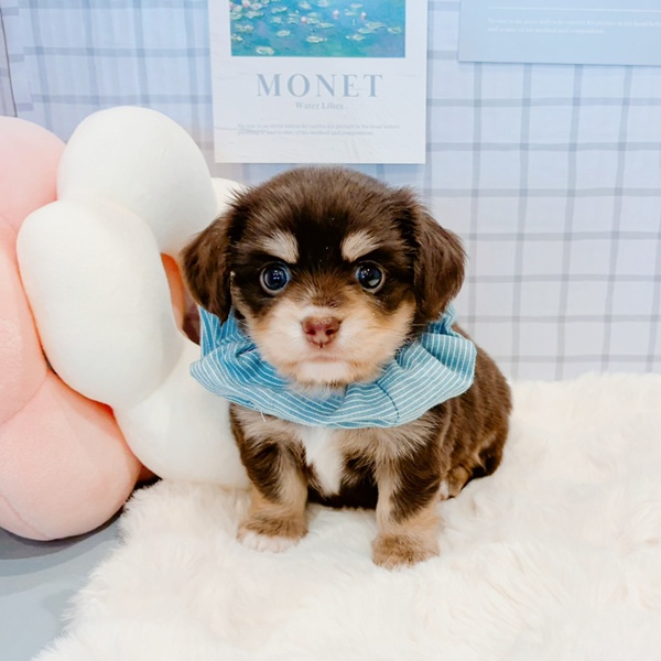 福井県のチワックス(チワワ×ダックス) (犬の家＆猫の里福井店/2026年1月20日生まれ/男の子/チョコレートタン)の子犬の1枚目の画像