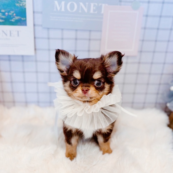 福井県のチワワ(ロング) (犬の家＆猫の里福井店/2026年1月21日生まれ/女の子/チョコレートタン)の子犬の2枚目の画像