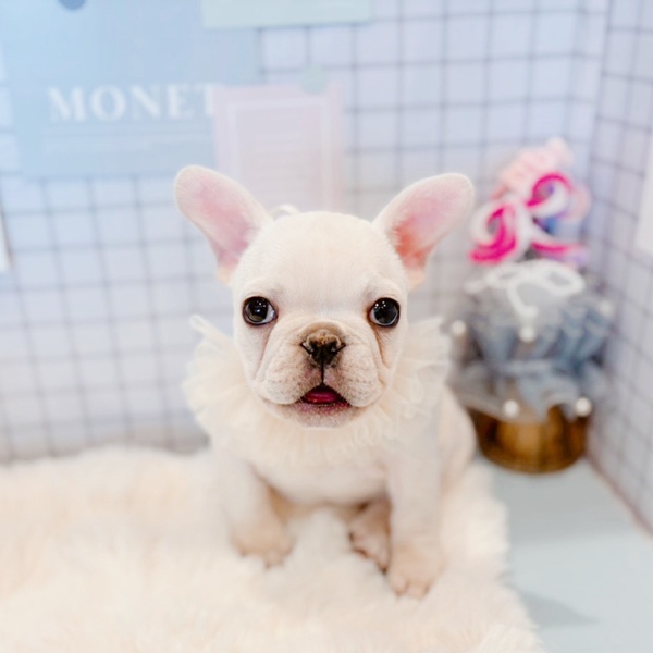 福井県のフレンチブルドッグ (犬の家＆猫の里福井店/2026年1月21日生まれ/女の子/クリーム)の子犬の2枚目の画像