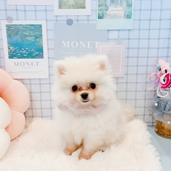 福井県のポメラニアン (犬の家＆猫の里福井店/2026年1月22日生まれ/女の子/クリーム)の子犬の2枚目の画像