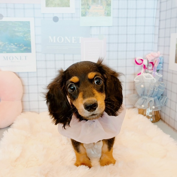 福井県のミニチュアダックスフンド(ロング) (犬の家＆猫の里福井店/2026年1月25日生まれ/女の子/ブラックタン)の子犬の2枚目の画像