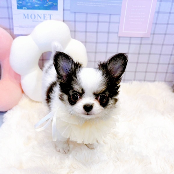 福井県のチワワ(ロング) (犬の家＆猫の里福井店/2026年1月26日生まれ/男の子/パーティーカラー)の子犬の2枚目の画像