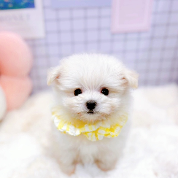 福井県のポメマル/マルポメ(ポメラニアン×マルチーズ) (犬の家＆猫の里福井店/2026年1月25日生まれ/女の子/クリーム)の子犬の1枚目の画像