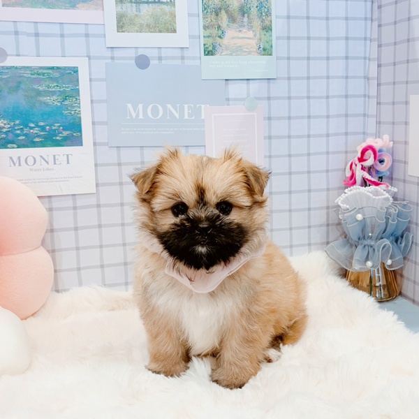 福井県のポメズー/ポメシーズ(ポメラニアン×シーズー) (犬の家＆猫の里福井店/2026年1月27日生まれ/女の子/オレンジ)の子犬の2枚目の画像