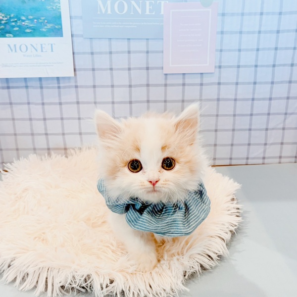 福井県のマンチカン (犬の家＆猫の里福井店/2026年1月28日生まれ/男の子/クリームタビーホワイト)の子猫の2枚目の画像