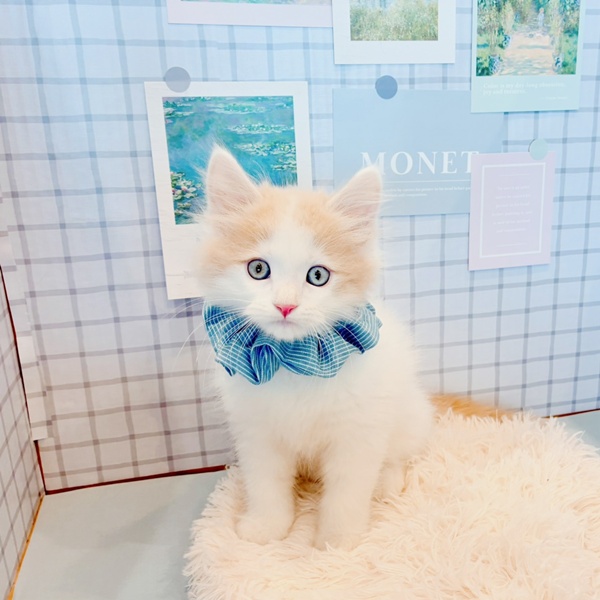 福井県のラガマフィン (犬の家＆猫の里福井店/2026年1月29日生まれ/男の子/クリームタビーホワイト)の子猫の2枚目の画像