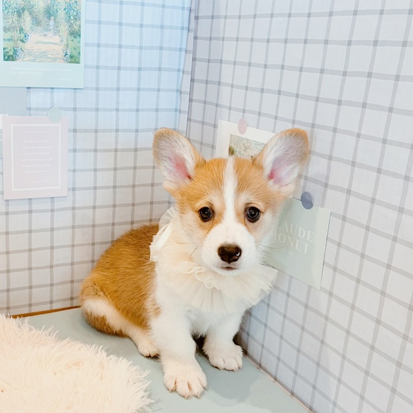 福井県のウェルシュコーギーペンブローク (犬の家＆猫の里福井店/2026年1月26日生まれ/男の子/レッドホワイト)の子犬の2枚目の画像