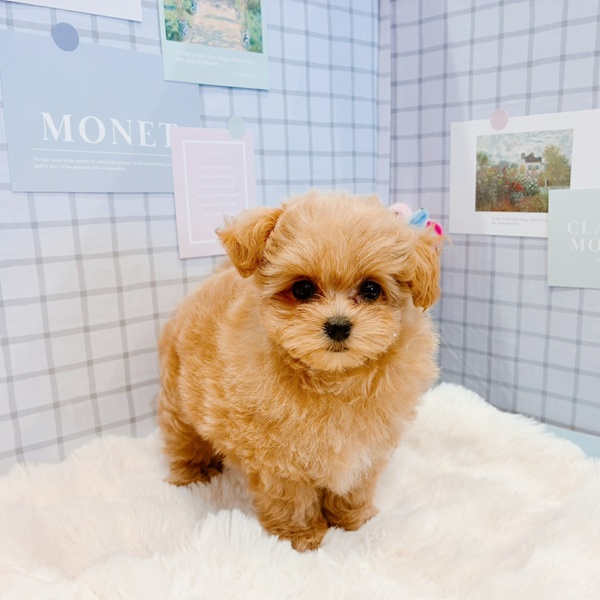 福井県のマルプー(マルチーズ×プードル) (犬の家＆猫の里福井店/2026年2月8日生まれ/女の子/アプリコット)の子犬の2枚目の画像