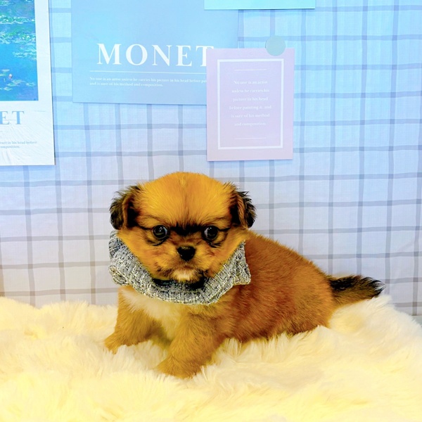 福井県のチワペキ/ペキチー/ペキチワ(チワワ×ペキニーズ) (犬の家＆猫の里福井店/2026年2月10日生まれ/男の子/レッドホワイト)の子犬の2枚目の画像