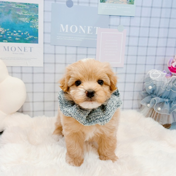 福井県のマルプー(マルチーズ×プードル) (犬の家＆猫の里福井店/2026年2月9日生まれ/男の子/アプリコット)の子犬の2枚目の画像