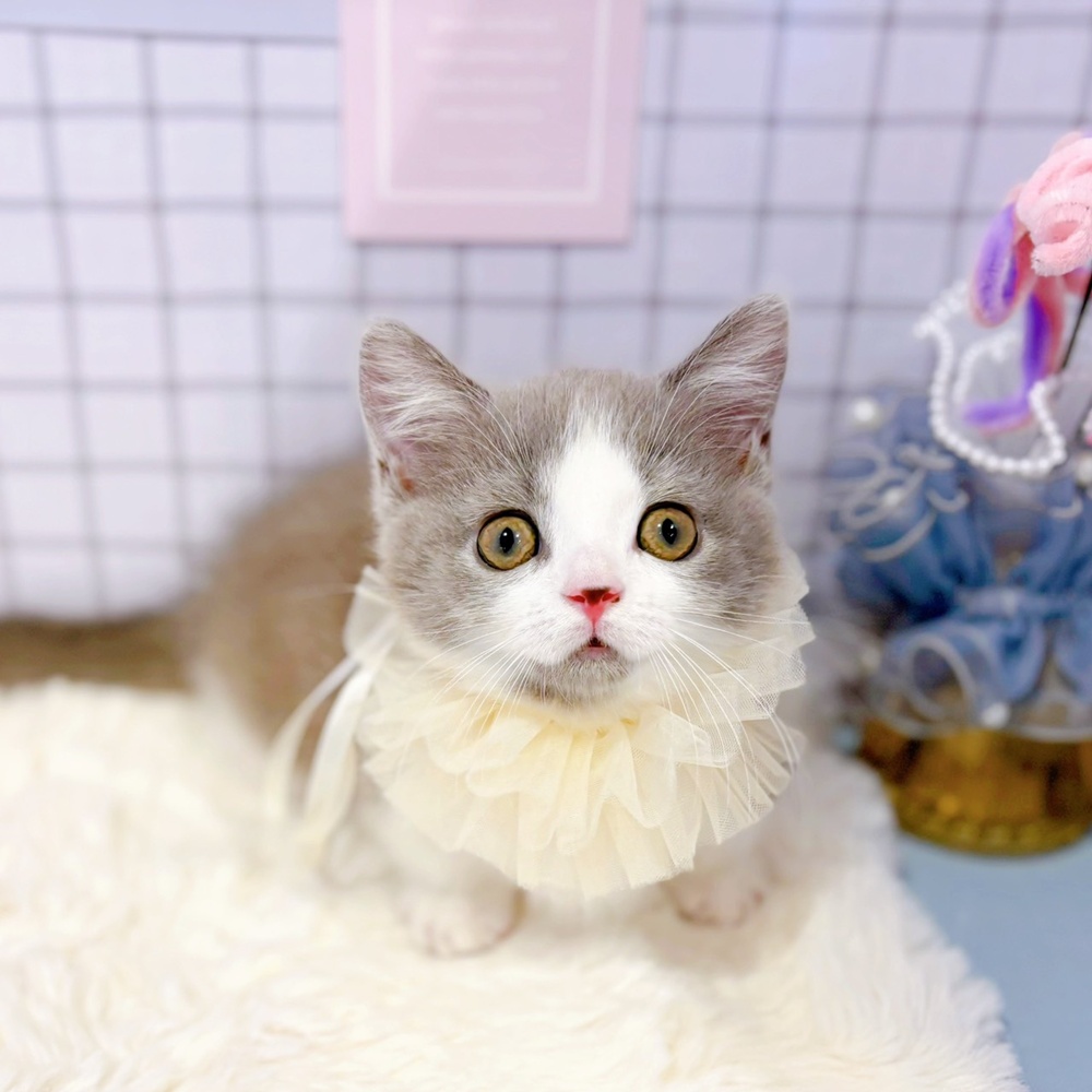 福井県のマンチカン (犬の家＆猫の里福井店/2026年2月6日生まれ/女の子/ブルーホワイト)の子猫の1枚目の画像