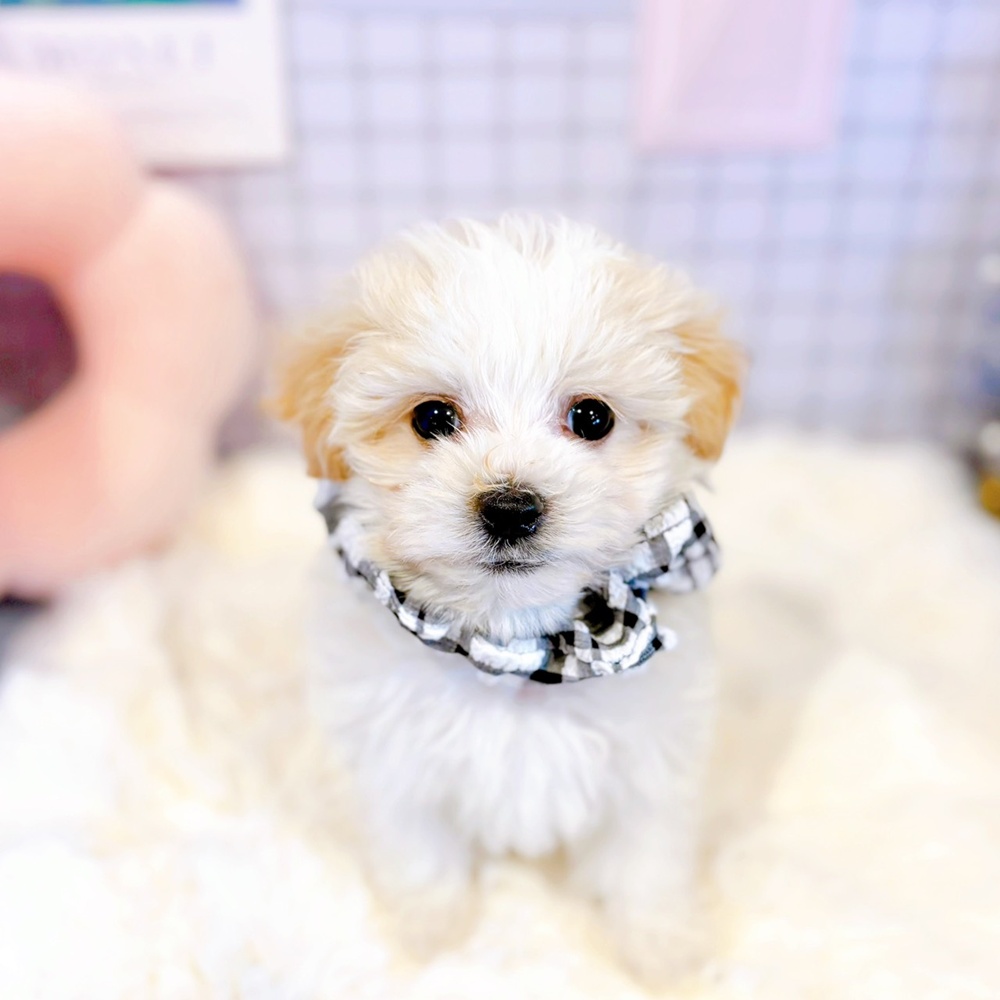 福井県のマルプー(マルチーズ×プードル) (犬の家＆猫の里福井店/2026年2月22日生まれ/男の子/クリーム)の子犬