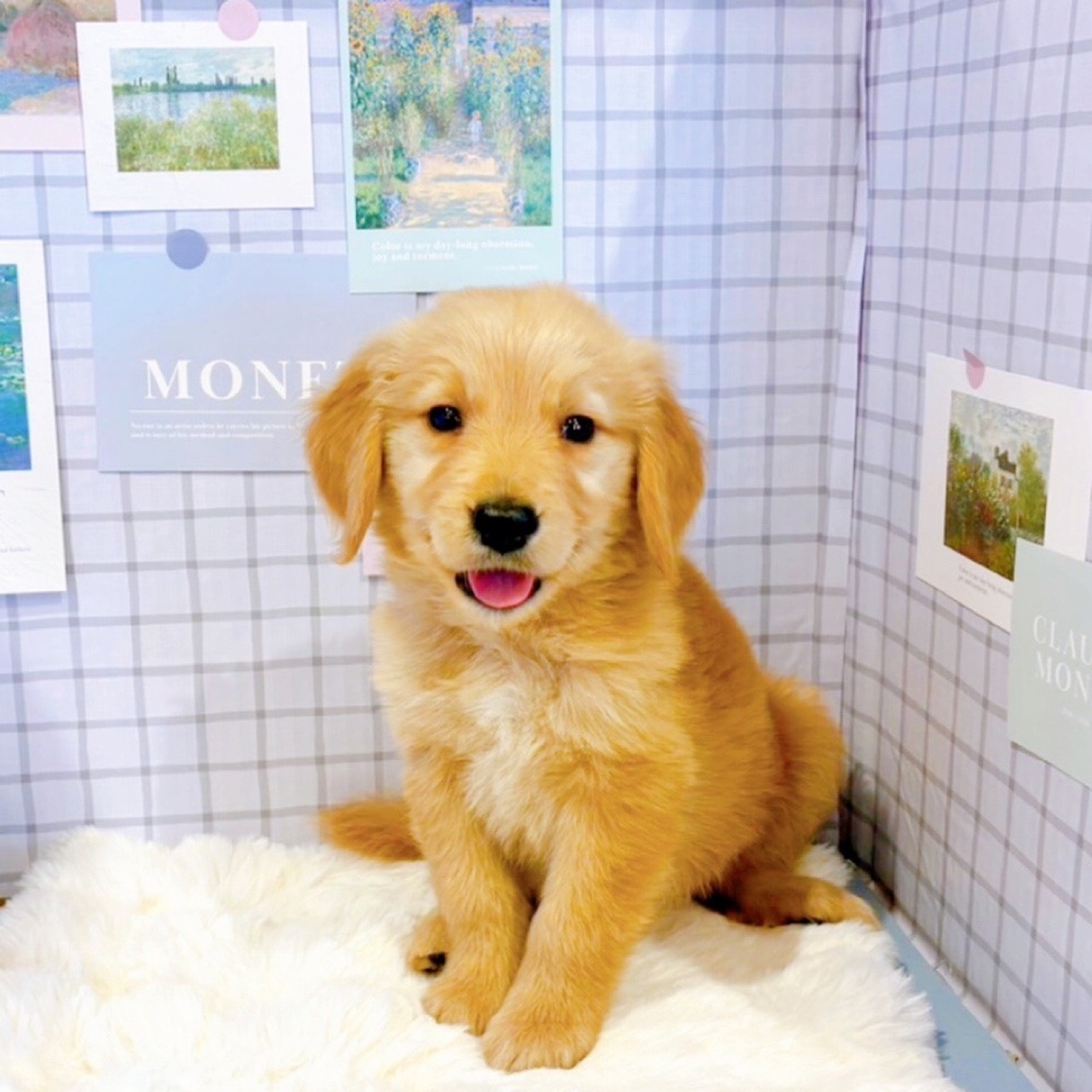 福井県のゴールデンレトリバー (犬の家＆猫の里福井店/2026年2月21日生まれ/女の子/ゴールデン)の子犬の1枚目の画像