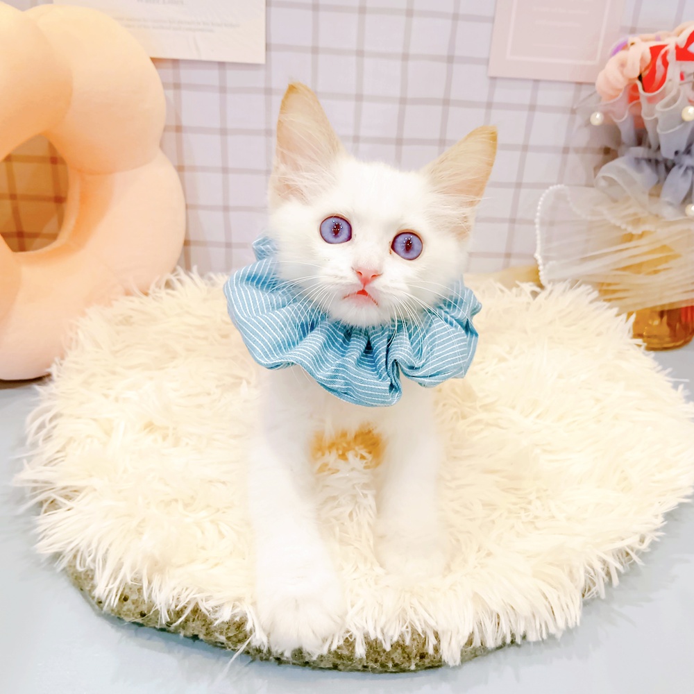 福井県のラグドール (犬の家＆猫の里福井店/2026年2月28日生まれ/男の子/ブルーポイントバイカラー)の子猫の2枚目の画像