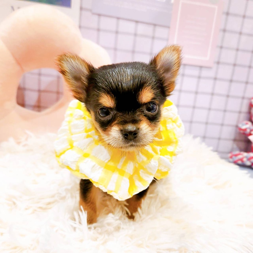 福井県のヨーチー/チワキー/チワヨーキー(ヨークシャーテリア×チワワ) (犬の家＆猫の里福井店/2026年3月1日生まれ/女の子/スチールブルータン)の子犬の2枚目の画像