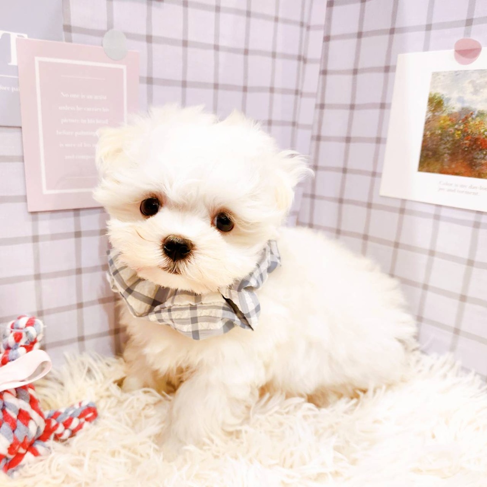 福井県のマルチーズ (犬の家＆猫の里福井店/2026年3月1日生まれ/男の子/ホワイト)の子犬の2枚目の画像
