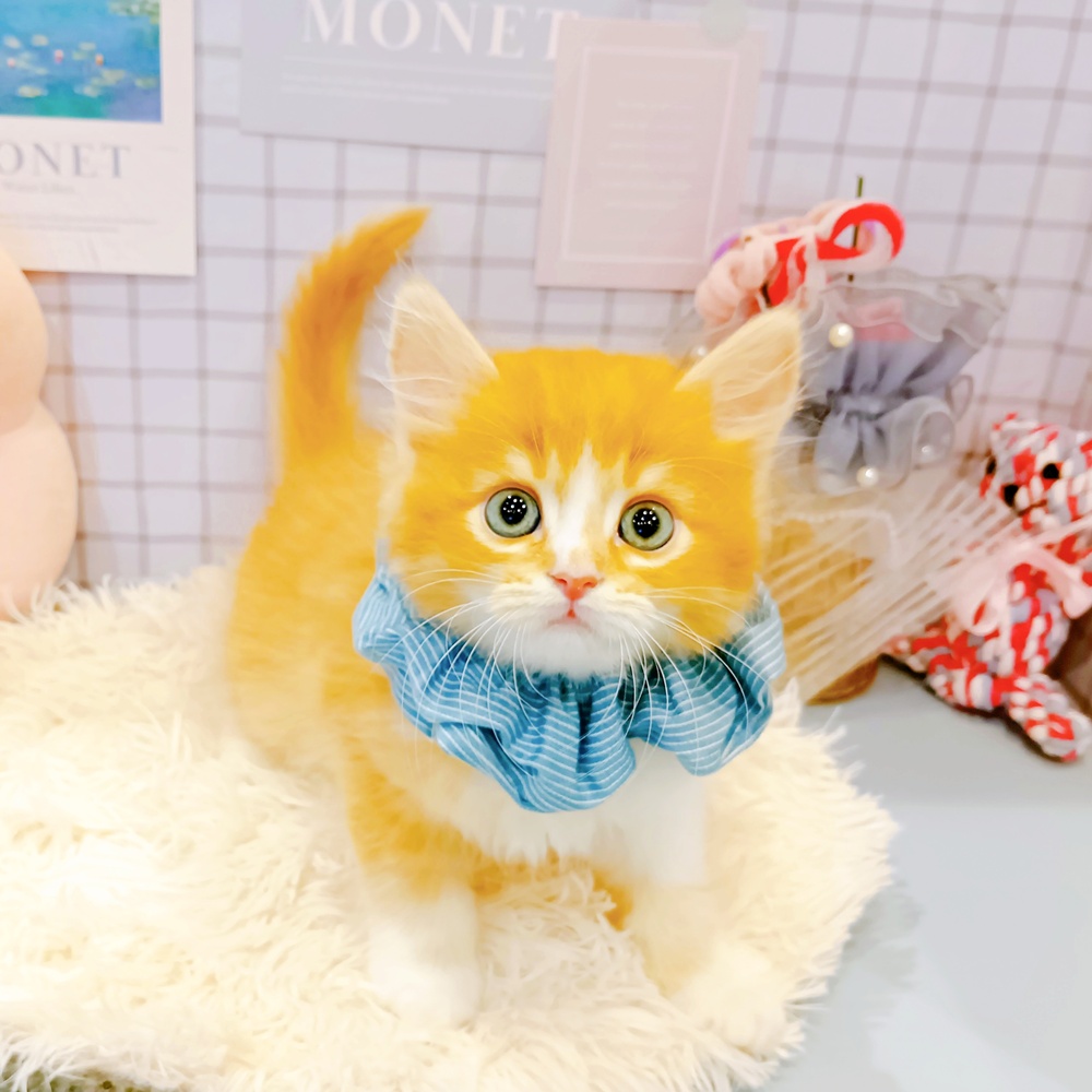 福井県のスコティッシュフォールド (犬の家＆猫の里福井店/2026年3月4日生まれ/男の子/レッドタビーホワイト)の子猫の2枚目の画像