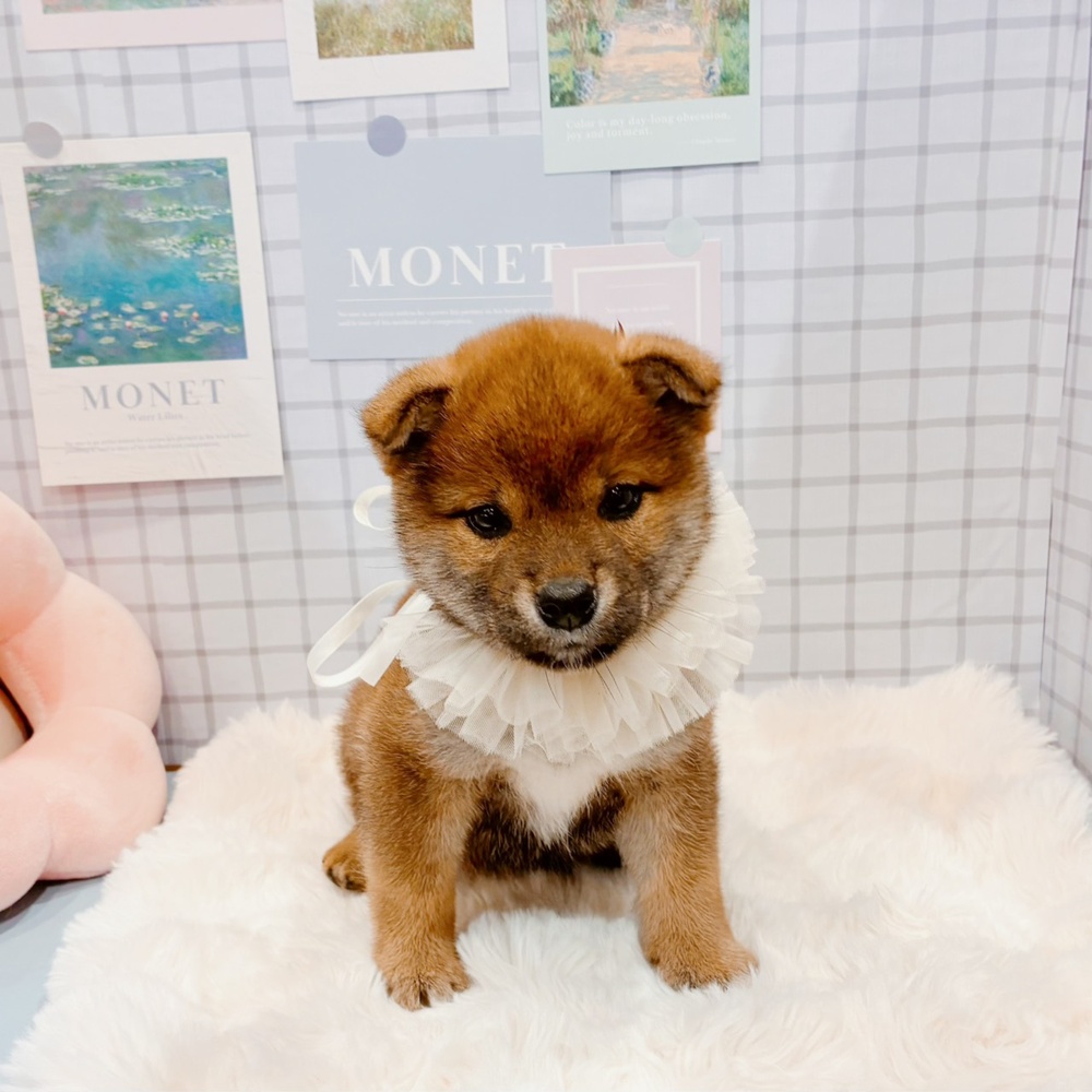 福井県の柴犬(標準サイズ) (犬の家＆猫の里福井店/2026年3月3日生まれ/女の子/赤)の子犬の2枚目の画像