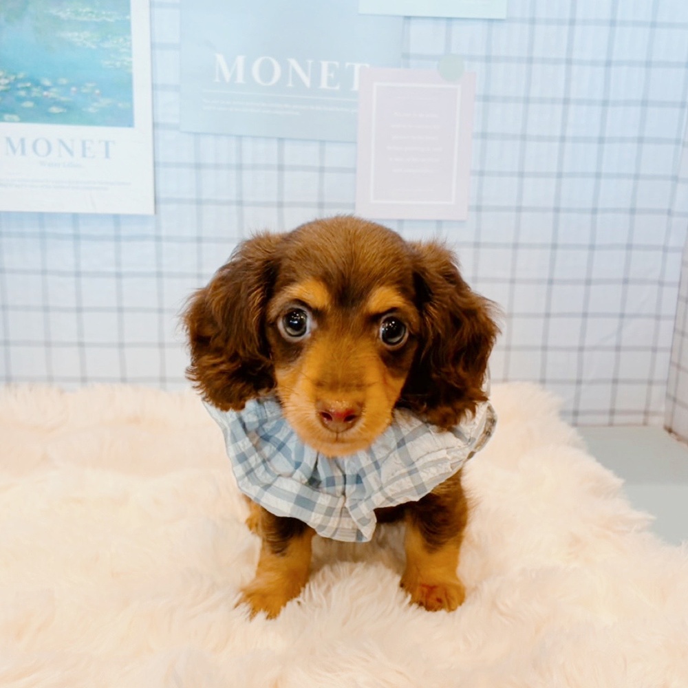 福井県のカニンヘンダックスフンド(ロング) (犬の家＆猫の里福井店/2026年3月8日生まれ/男の子/チョコレートタン)の子犬の1枚目の画像