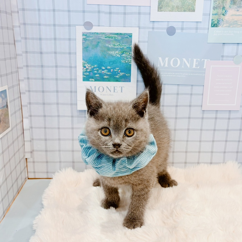 福井県のブリティッシュショートヘアー (犬の家＆猫の里福井店/2026年3月11日生まれ/男の子/ブルー)の子猫の2枚目の画像