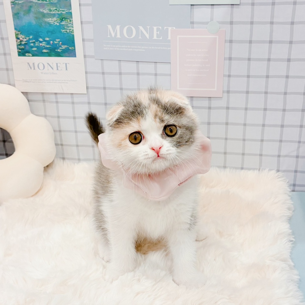 福井県のスコティッシュフォールド (犬の家＆猫の里福井店/2026年3月15日生まれ/女の子/ブルーパッチドタビーホワイト)の子猫の1枚目の画像