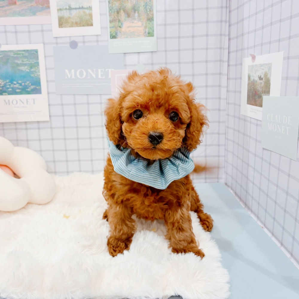 福井県のトイプードル(トイ) (犬の家＆猫の里福井店/2026年3月14日生まれ/男の子/レッド)の子犬の1枚目の画像