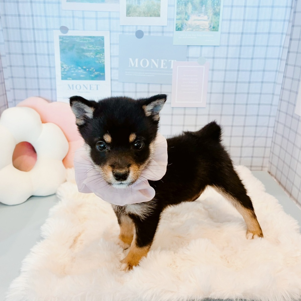 福井県の豆柴 (犬の家＆猫の里福井店/2026年3月4日生まれ/女の子/黒)の子犬の2枚目の画像