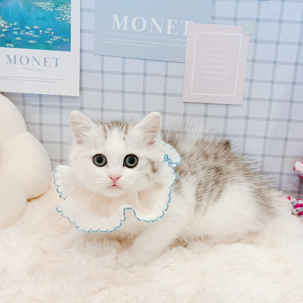 福井県のミヌエット (犬の家＆猫の里福井店/2026年4月5日生まれ/男の子/シルバータビーホワイト)の子猫の2枚目の画像