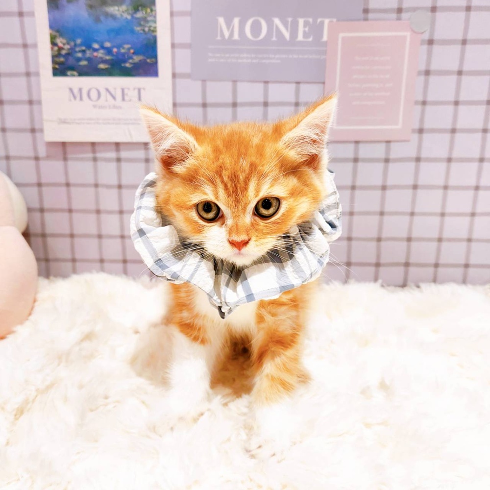 福井県のスコティッシュストレート (犬の家＆猫の里福井店/2026年4月13日生まれ/男の子/レッドタビーホワイト)の子猫の1枚目の画像