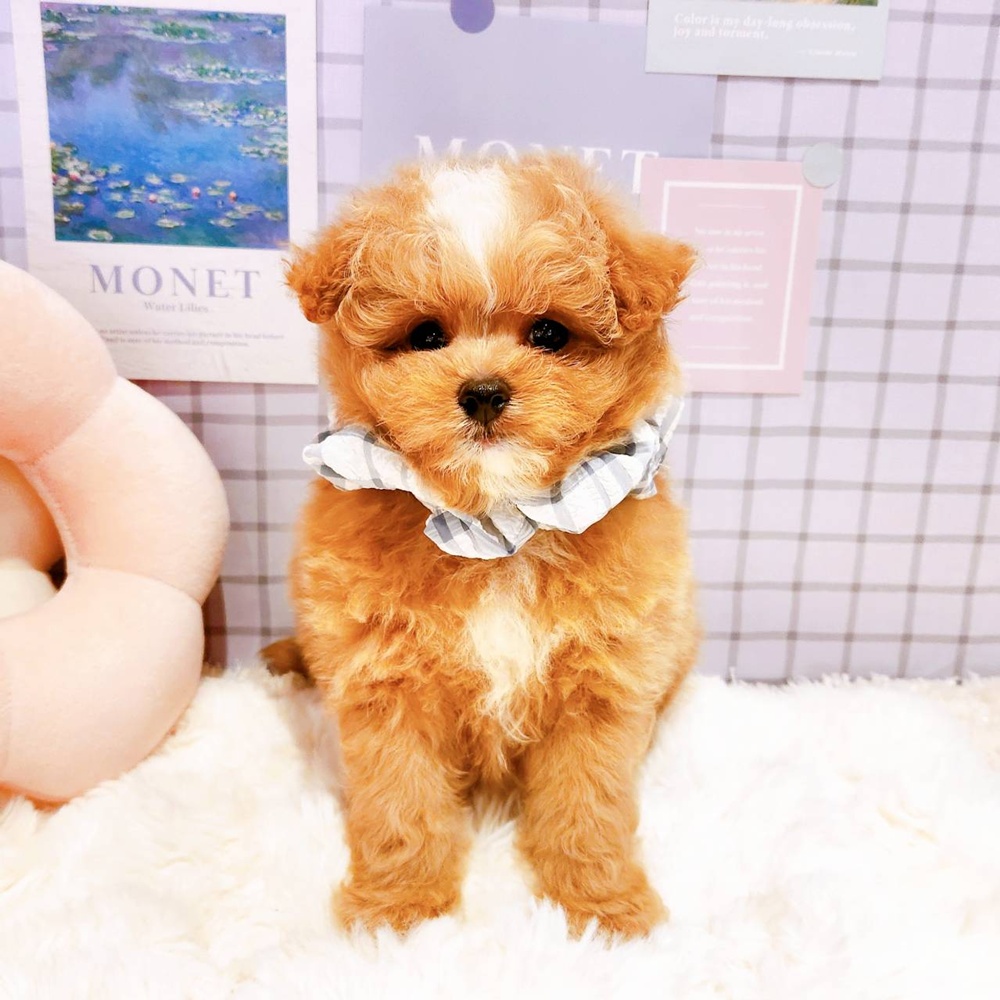 福井県のポメプー(ポメラニアン×プードル) (犬の家＆猫の里福井店/2026年4月20日生まれ/男の子/クリーム)の子犬の1枚目の画像