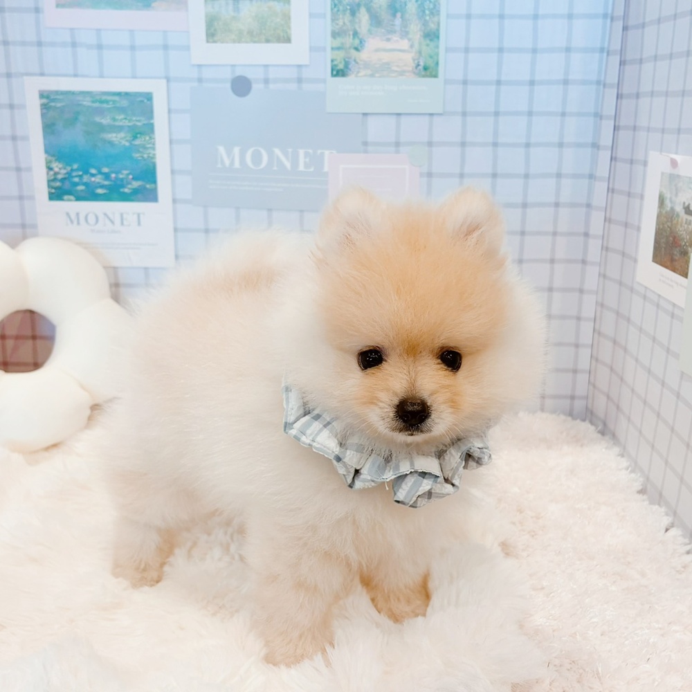 福井県のポメラニアン (犬の家＆猫の里福井店/2026年5月2日生まれ/男の子/クリーム)の子犬の2枚目の画像