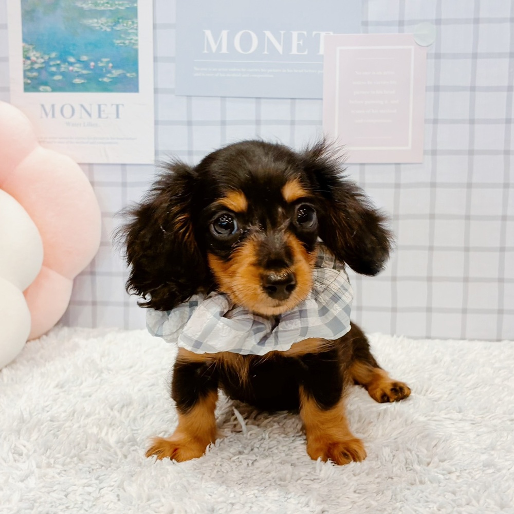 福井県のカニンヘンダックスフンド(ロング) (犬の家＆猫の里福井店/2026年5月7日生まれ/男の子/ブラックタン)の子犬の2枚目の画像